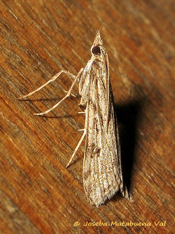 Eudonia pallida - Pyralidae ?